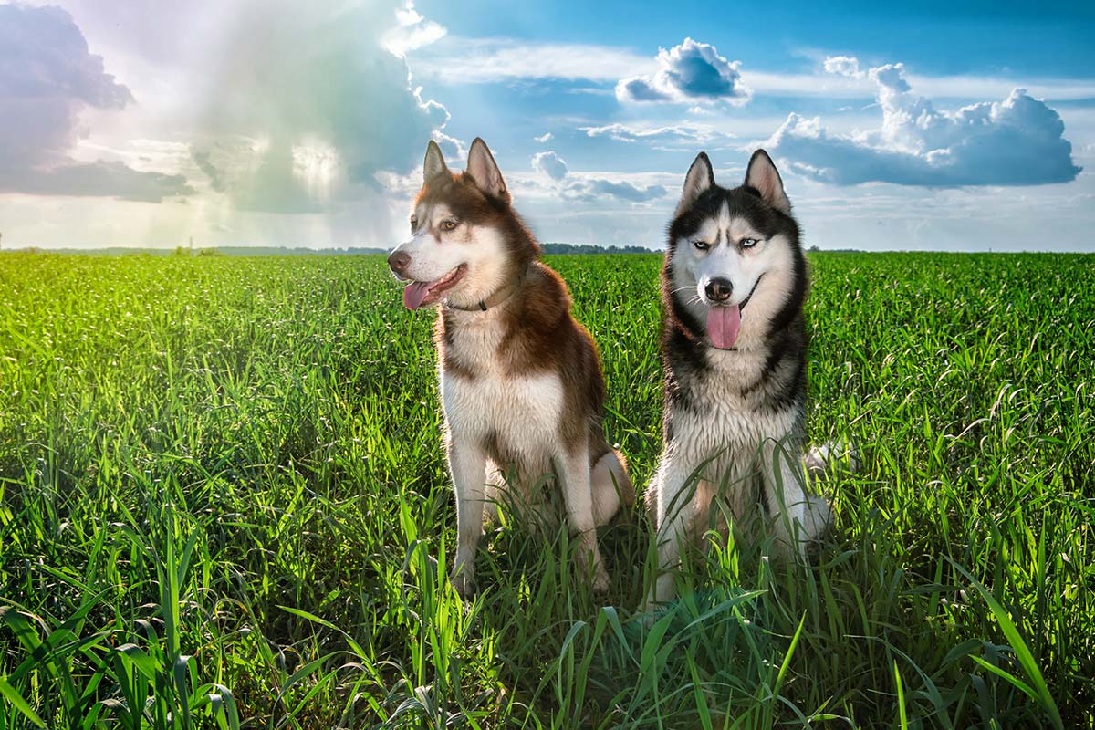 Two Husky Dogs