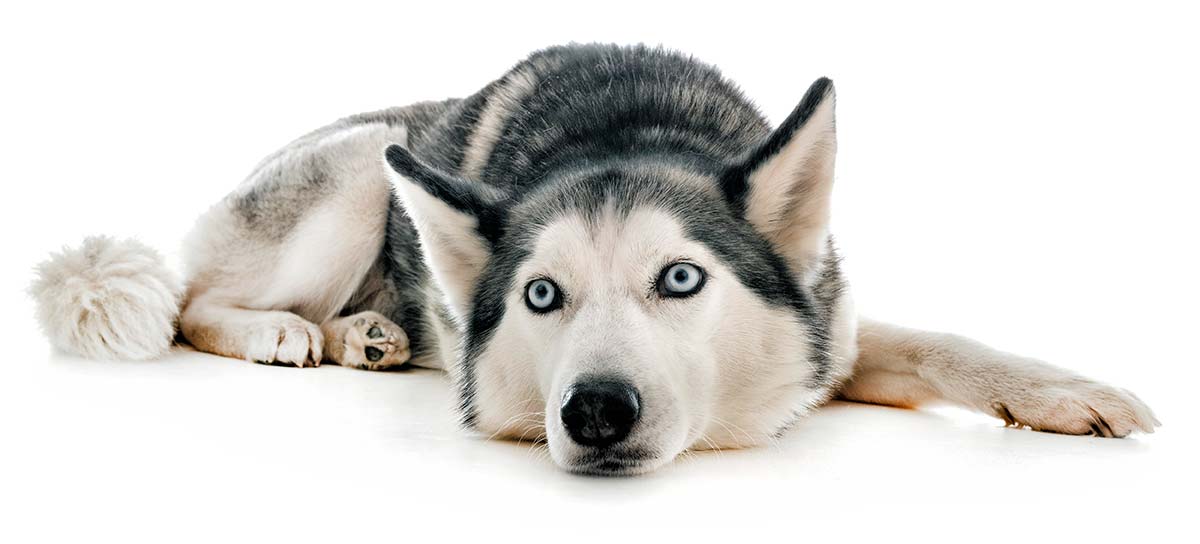 Husky Dogs