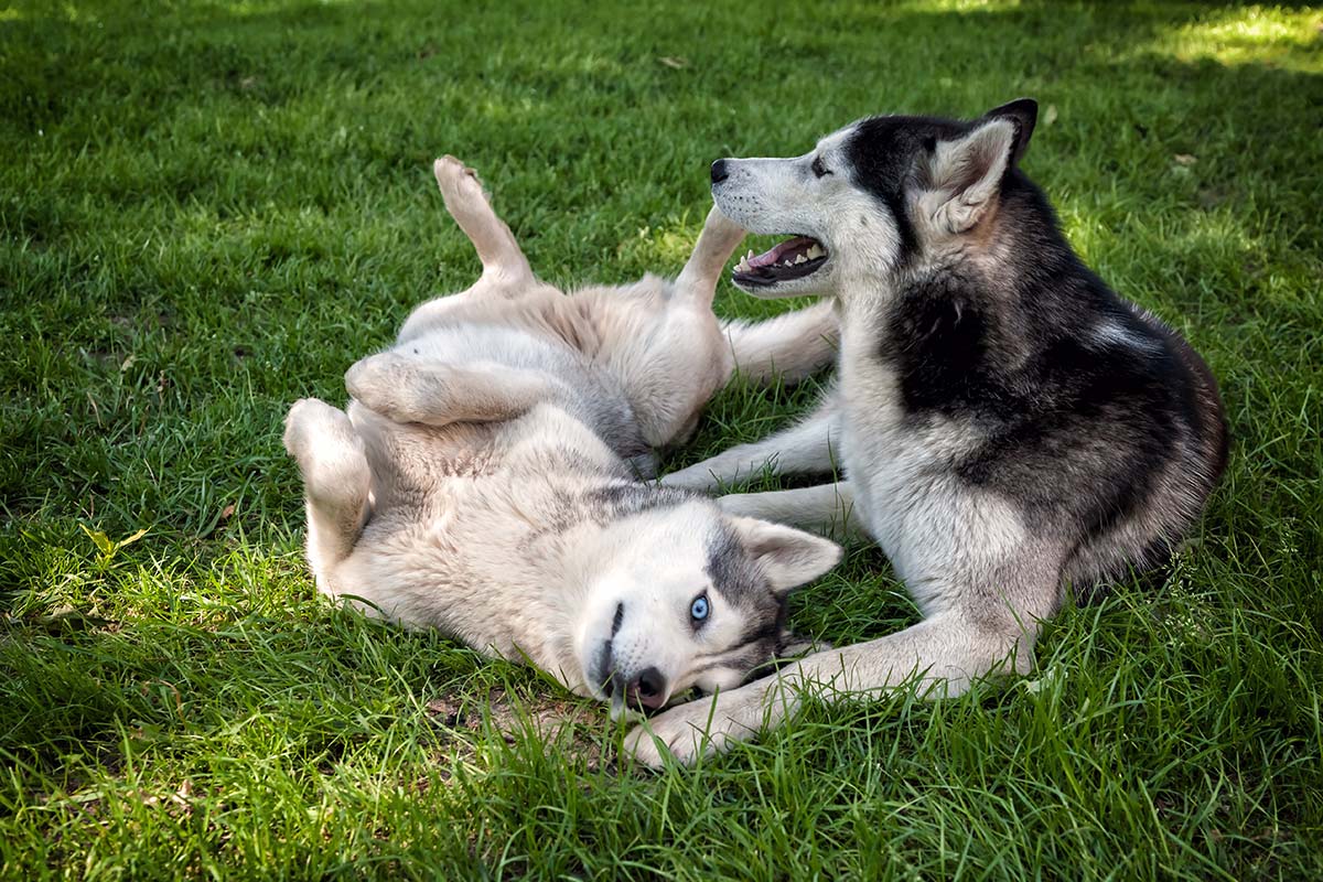 Two Husky Dogs