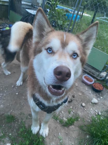 Photo of Potato